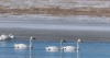 Весенняя миграция птиц на заповедном озере Улуг-Коль